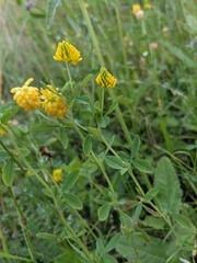Trifolium aureum