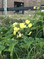 Oenothera glazioviana