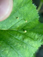 Eriophyes leionotus