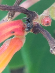 Nannotrigona perilampoides