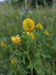Trifolium aureum
