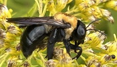 Xylocopa virginica