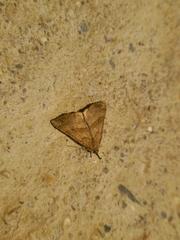 Hypena proboscidalis