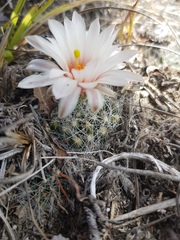 Mammillaria zephyranthoides