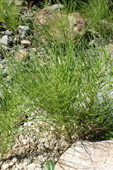 Equisetum