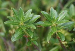 Rhododendron hirsutum
