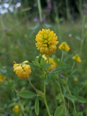 Trifolium aureum