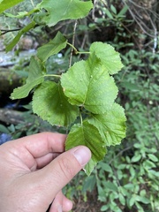 Eriophyes leionotus