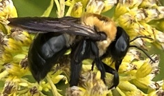 Xylocopa virginica