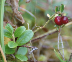 Vaccinium vitis-idaea