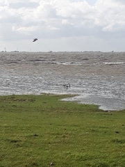 Haematopus ostralegus