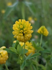 Trifolium aureum