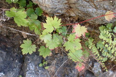 Boykinia occidentalis