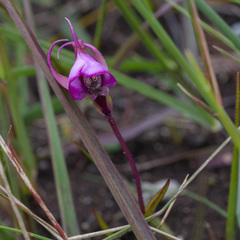 Disperis capensis capensis