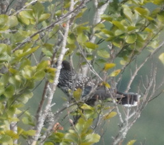 Nucifraga caryocatactes