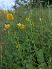 Trifolium aureum
