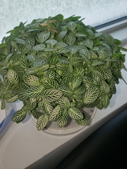 Fittonia albivenis