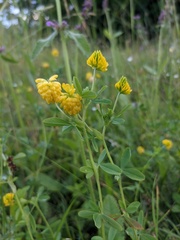 Trifolium aureum