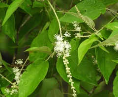 Croton sonorae