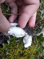 Peltigera aphthosa