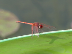 Trithemis arteriosa