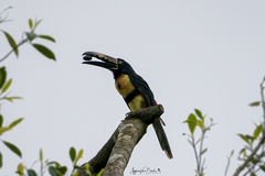 Pteroglossus torquatus