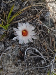 Mammillaria zephyranthoides