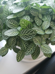 Fittonia albivenis