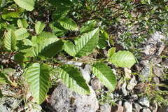 Alnus rubra