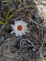 Mammillaria zephyranthoides