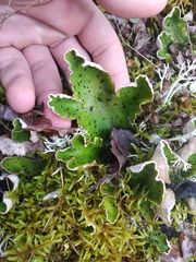 Peltigera aphthosa