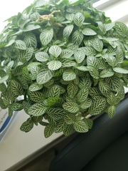 Fittonia albivenis