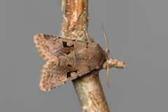 Orthosia gothica