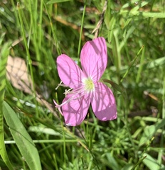 Oenothera platanorum