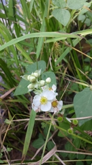 Sagittaria brevirostra