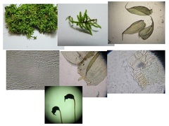 Brotherella recurvans