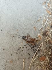 Gryllus