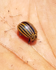 Leptinotarsa decemlineata