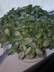 Fittonia albivenis
