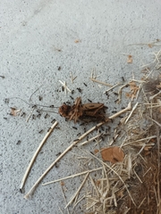 Gryllus