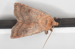 Diarsia rubi