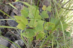 Physocarpus capitatus