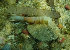 Gilvossius tyrrhenus