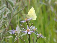 Colias christina