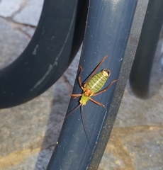 Barbitistes serricauda