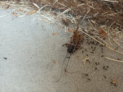 Gryllus