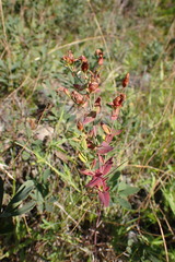 Hypericum scouleri