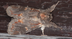 Notodonta dromedarius