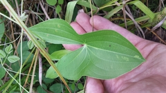 Sagittaria brevirostra