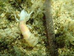 Gilvossius tyrrhenus